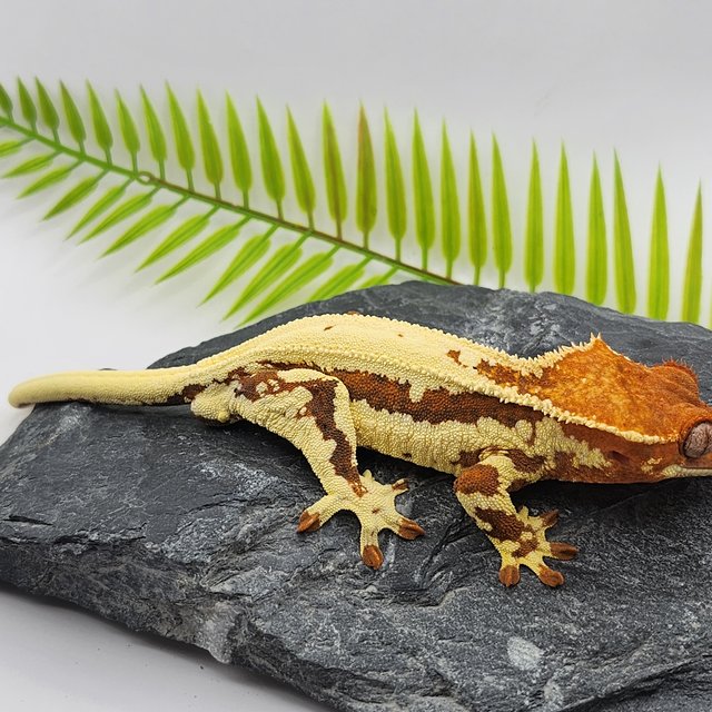 프라푸치노 드리피