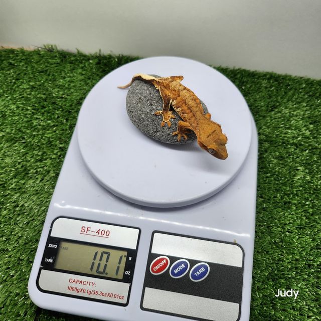 릴리화이트 릴리100%헷아잔틱 아잔틱 100%헷아잔틱 팬텀