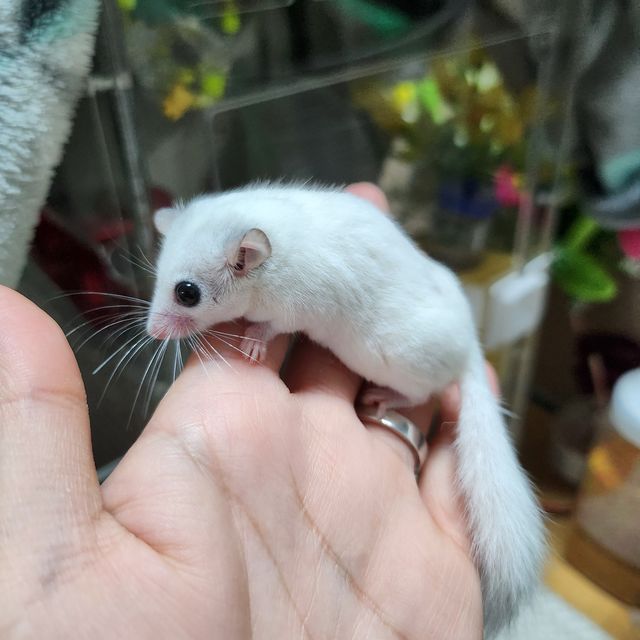 루시스틱 하이 화이트