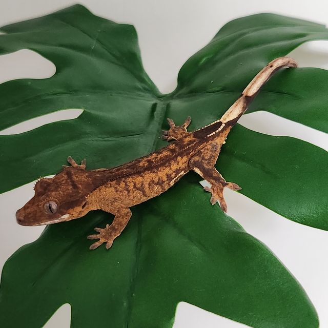 100%헷아잔틱 챠콜 블랙 릴잔틱 아잔틱