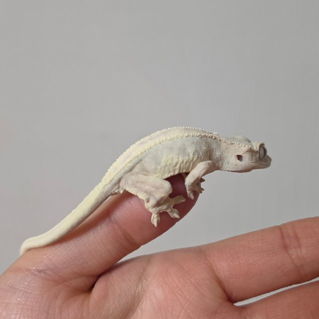 화이트 릴리 세이블