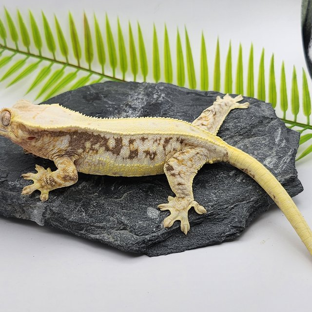 릴리화이트 드리피 화이트스팟