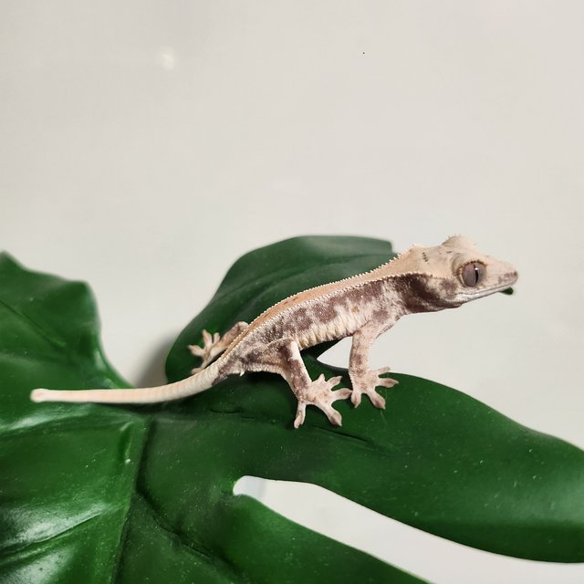 화이트 화이트핀 풀핀 드리피 화이트스팟 릴리화이트