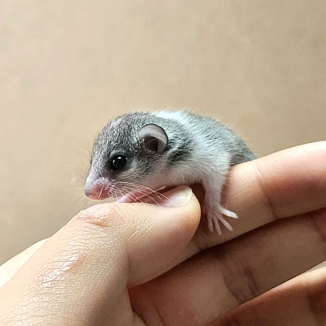 파이드