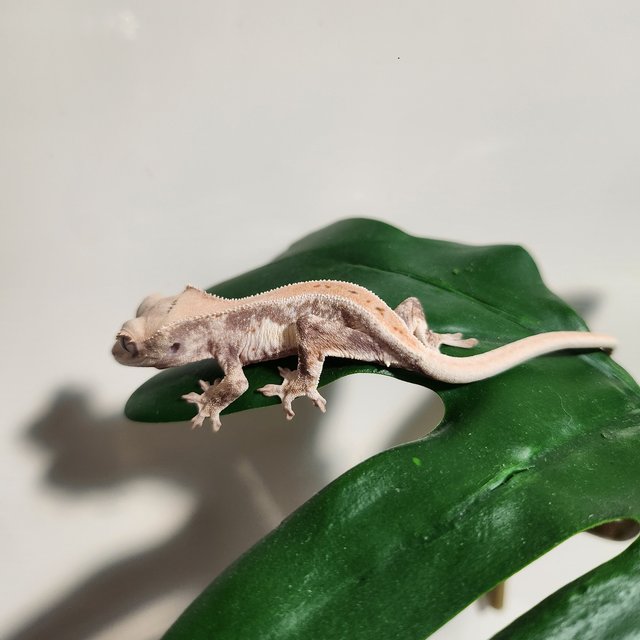 화이트 화이트핀 풀핀 드리피 화이트스팟 릴리화이트