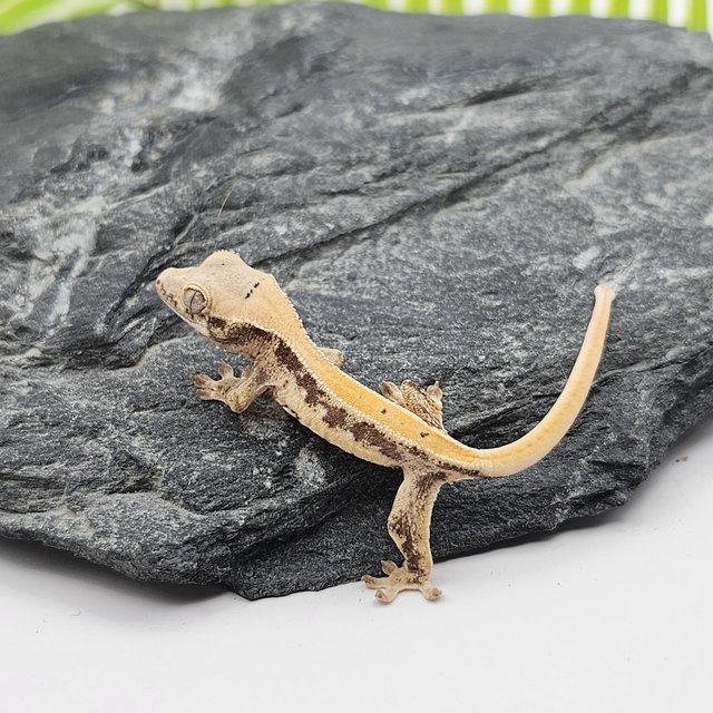 릴리화이트 드리피 화이트포트홀