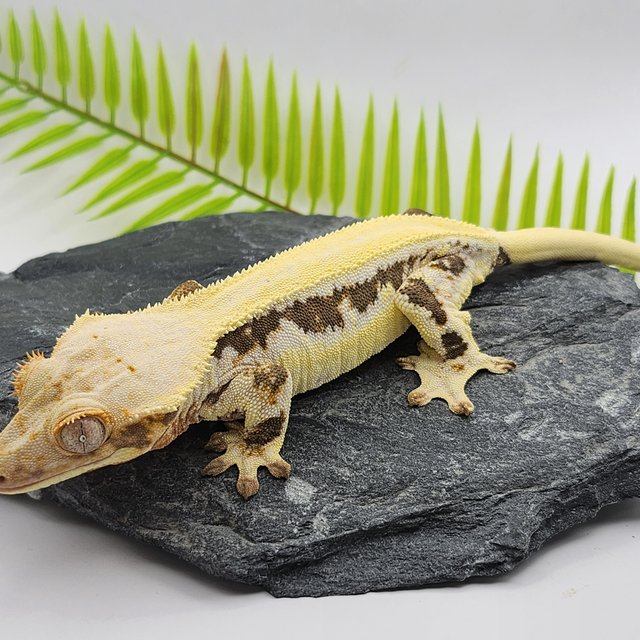 릴리화이트 솔리드백 드리피