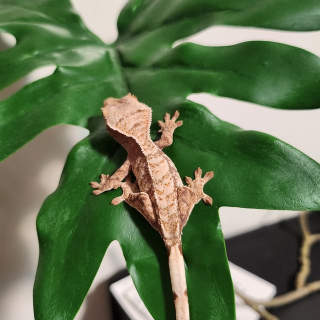 화이트 드리피 화이트크라운 화이트포트홀 플레임 노멀