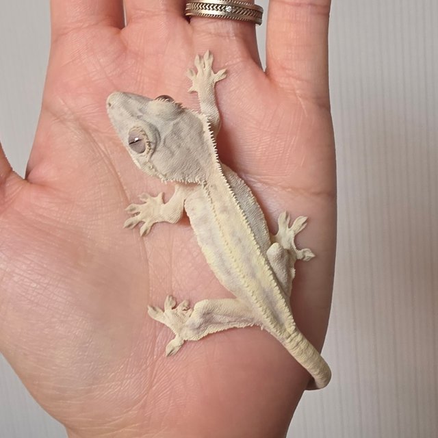 화이트 릴리 세이블