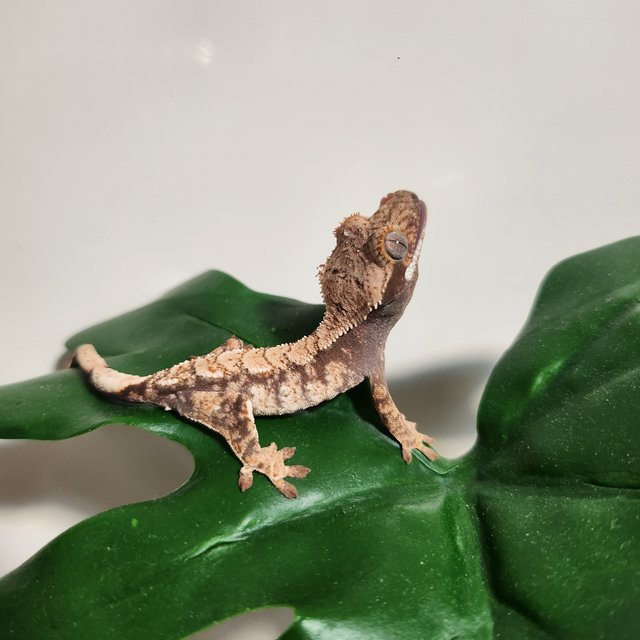 익스트림할리퀸 플레임 드리피 화이트크라운 화이트포트홀 화이트