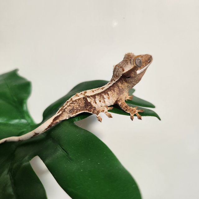 화이트 화이트핀 화이트포트홀 트라이 익스트림할리퀸 노멀