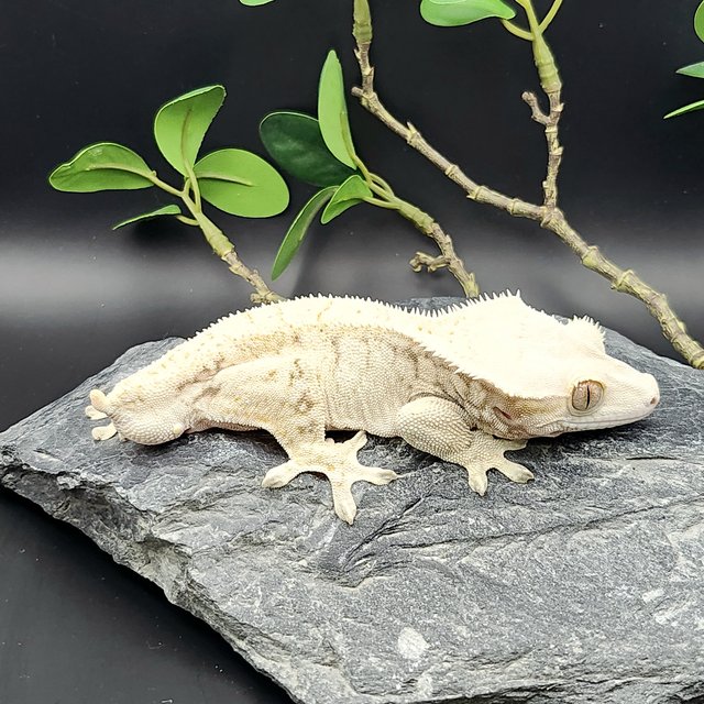 노멀 드리피 화이트스팟 화이트포트홀 화이트핀 크림