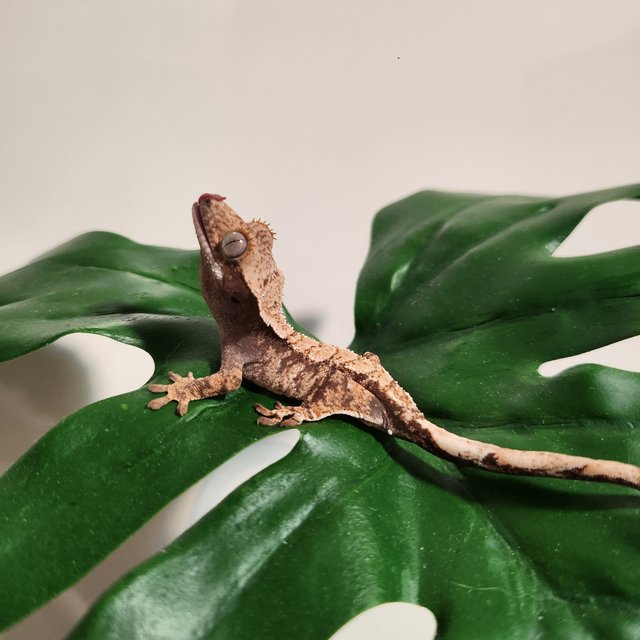 익스트림할리퀸 플레임 드리피 화이트크라운 화이트포트홀 화이트