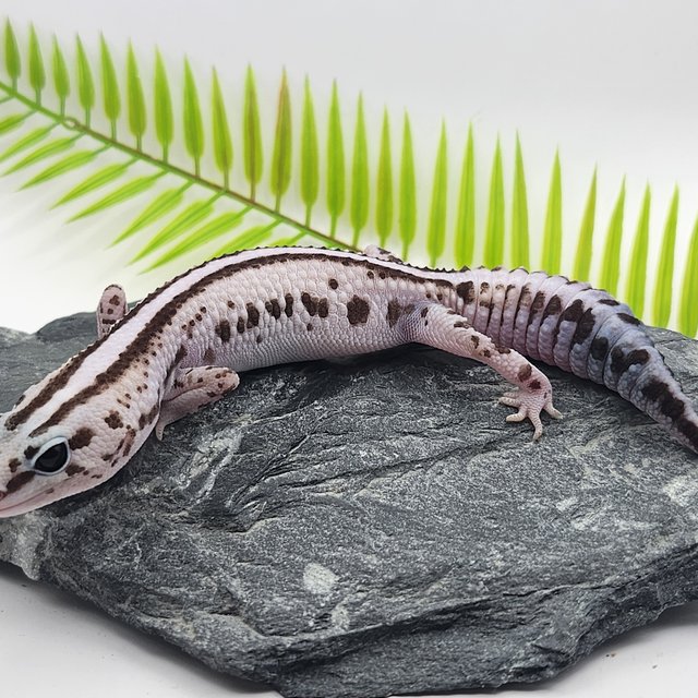 슈퍼 제로 오레오