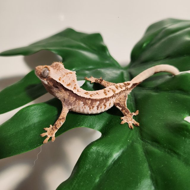 화이트 화이트핀 화이트포트홀 트라이 익스트림할리퀸 노멀