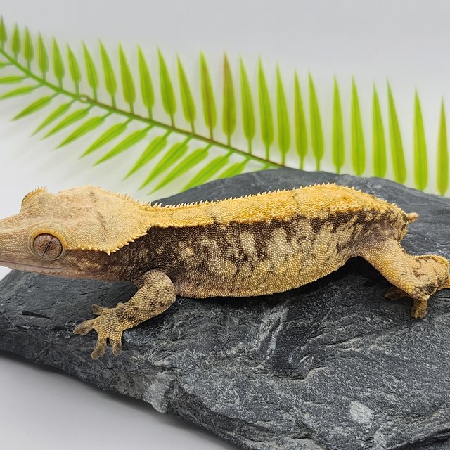 노멀 쿼드 핀스트라이프