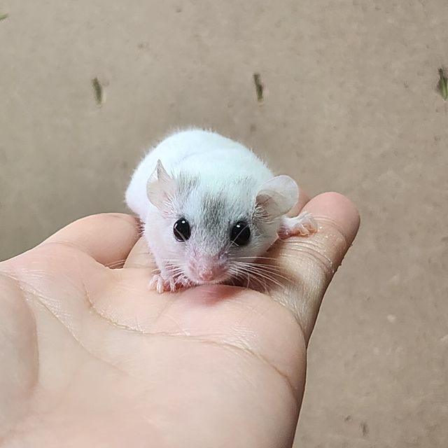 하이 화이트 루시스틱