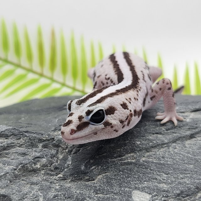 슈퍼 제로 오레오