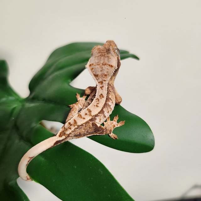 화이트 화이트핀 화이트포트홀 트라이 익스트림할리퀸 노멀