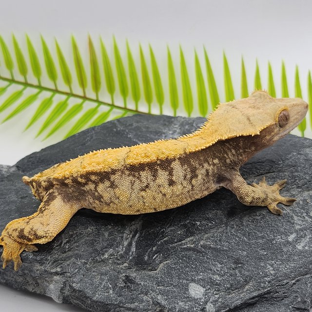 노멀 쿼드 핀스트라이프