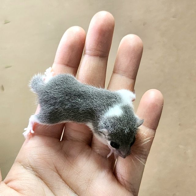 파이드
