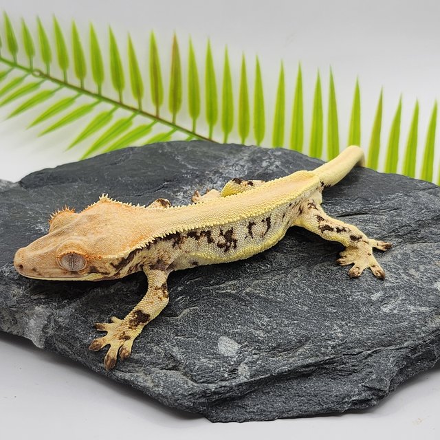 릴리화이트 솔리드백 드리피 화이트스팟