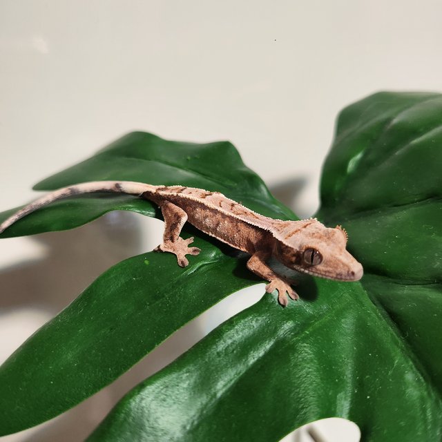 세이블 화이트크라운 화이트핀 화이트포트홀 쿼드 텐저린