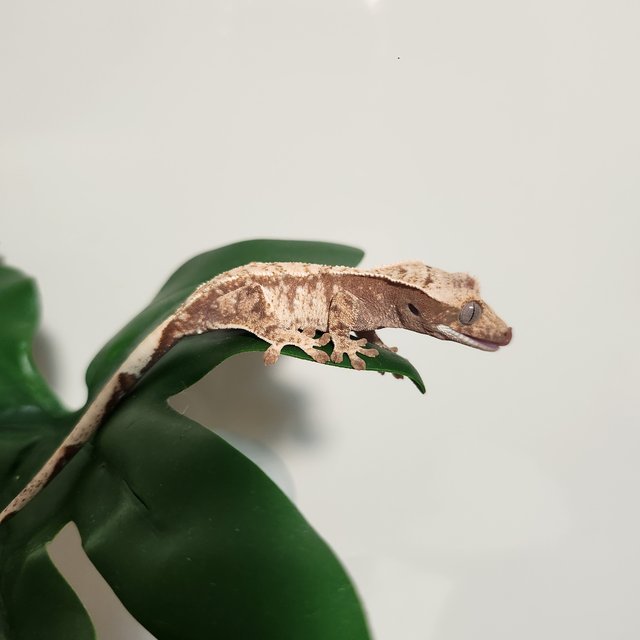 화이트 드리피 화이트크라운 화이트포트홀 플레임 노멀