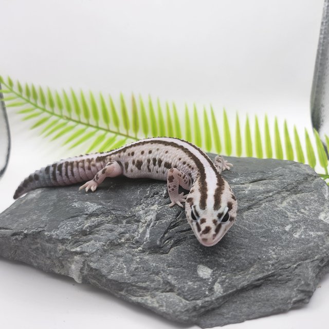 슈퍼 제로 오레오