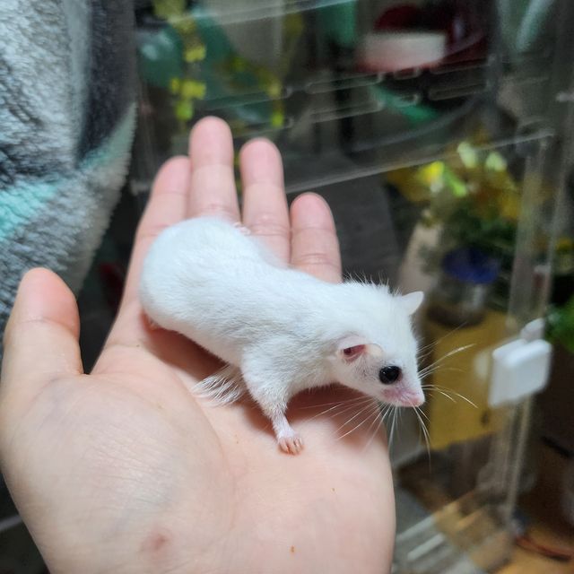 루시스틱 하이 화이트