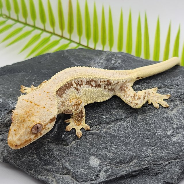 릴리화이트 솔리드백 드리피