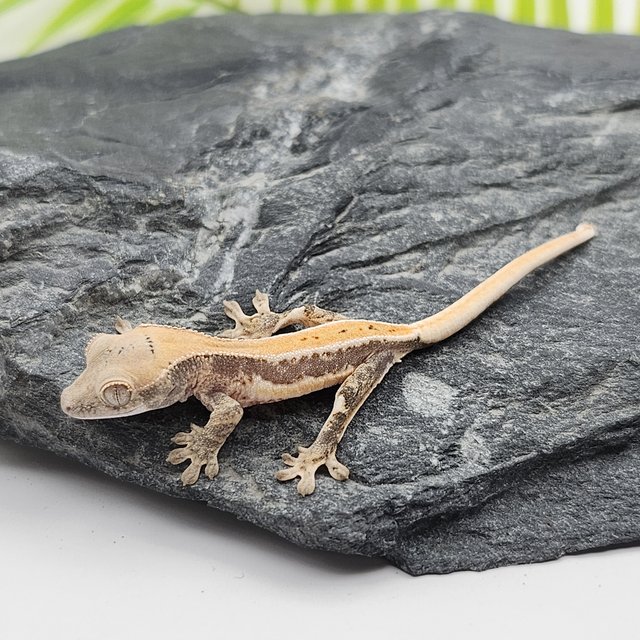 릴리화이트 드리피 화이트포트홀