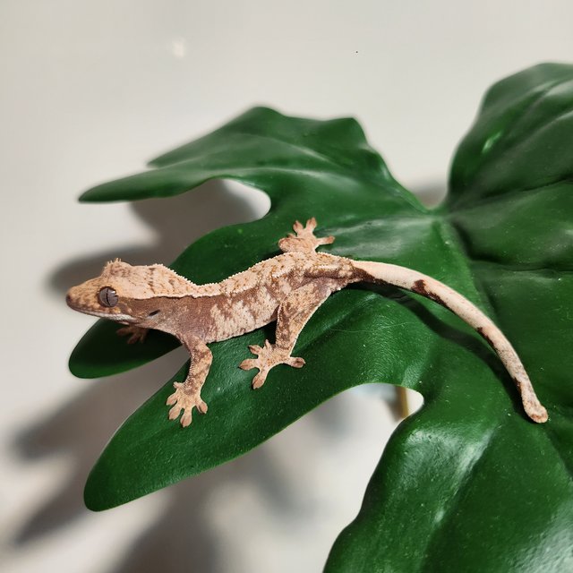 화이트 드리피 화이트크라운 화이트포트홀 플레임 노멀