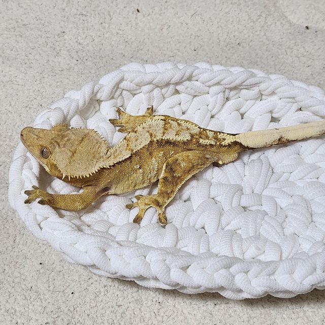 노멀 크림시클
