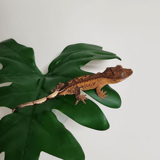 100%헷아잔틱 챠콜 블랙 릴잔틱 아잔틱