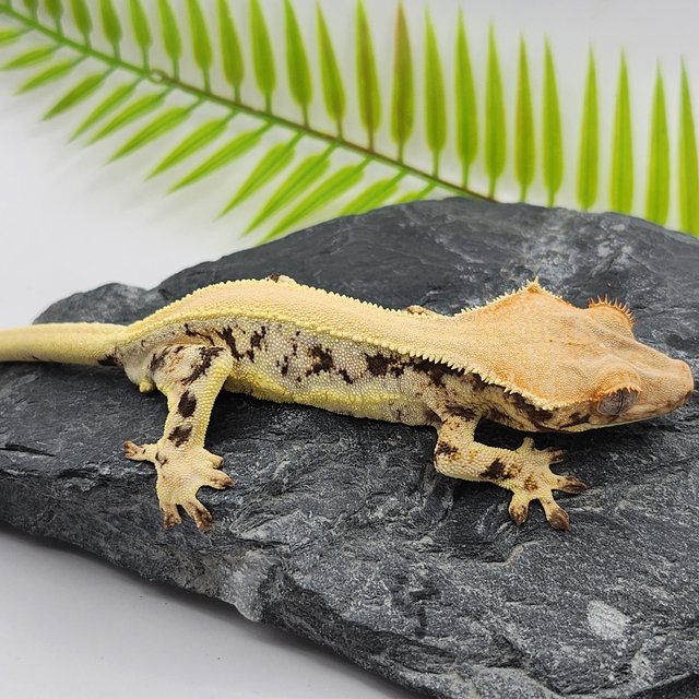 릴리화이트 솔리드백 드리피 화이트스팟