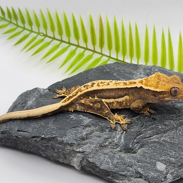 노멀 엠티백 쿼드 풀핀 화이트스팟