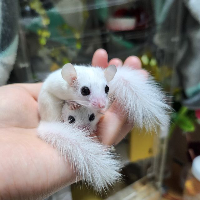 루시스틱 하이 화이트