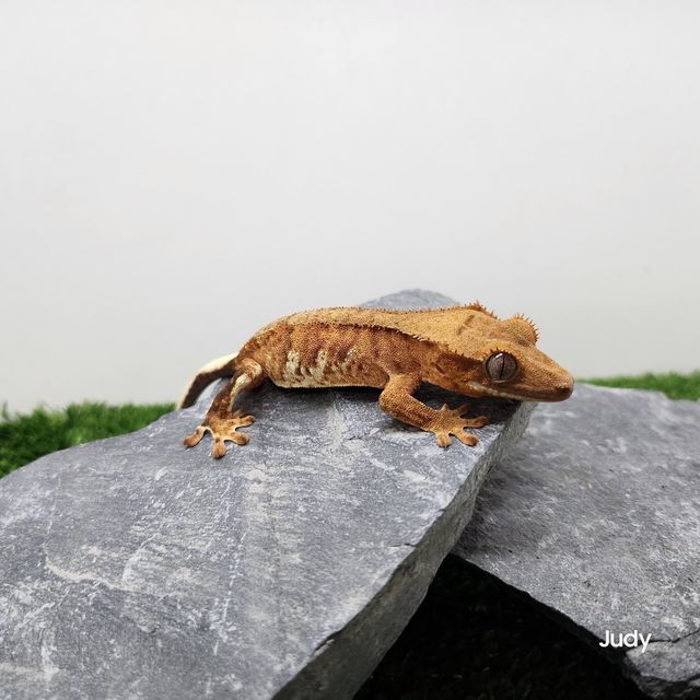 릴리화이트 릴리100%헷아잔틱 아잔틱 100%헷아잔틱 팬텀