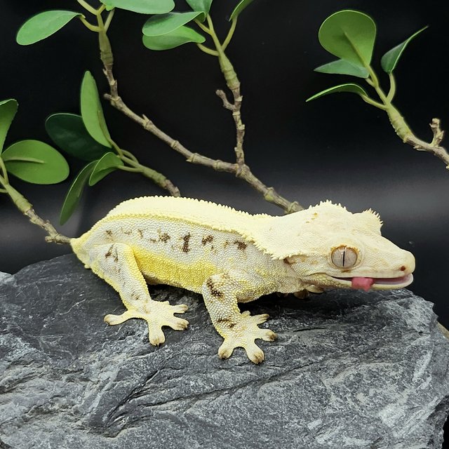 릴리화이트 드리피 솔리드백 화이트스팟 화이트포트홀 화이트핀