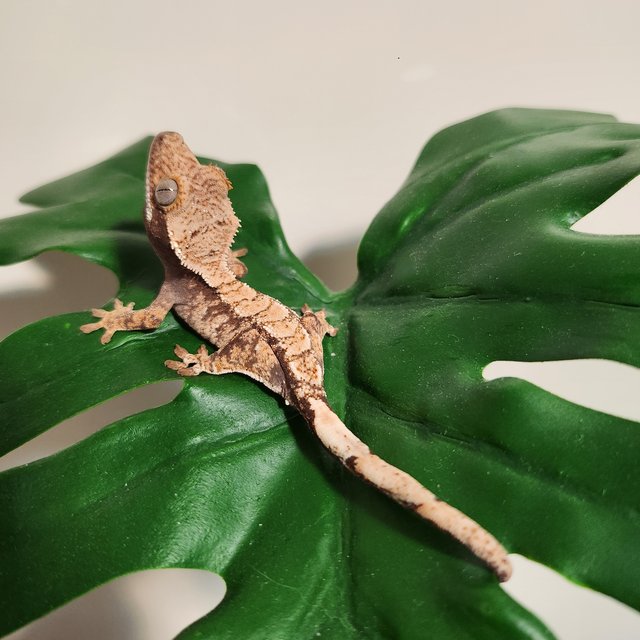 익스트림할리퀸 플레임 드리피 화이트크라운 화이트포트홀 화이트