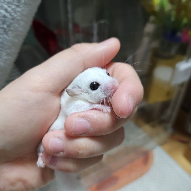 루시스틱 하이 화이트