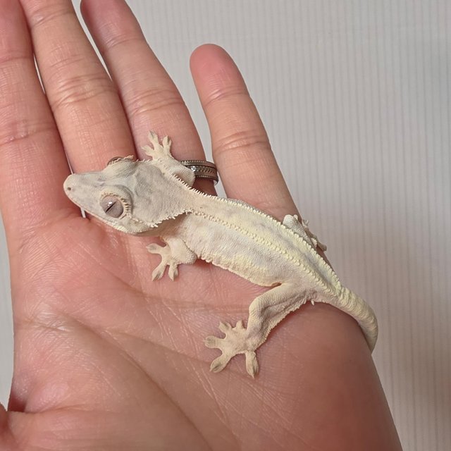 화이트 릴리 세이블