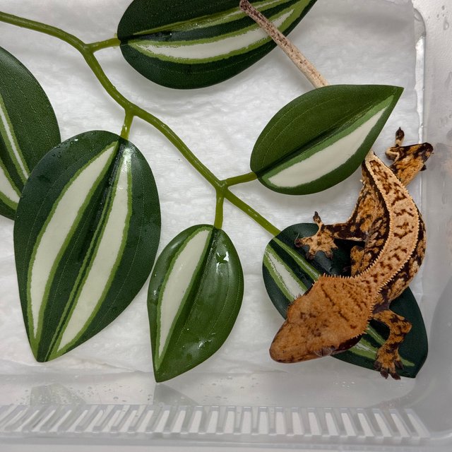 트라이 텐저린 노멀 다크