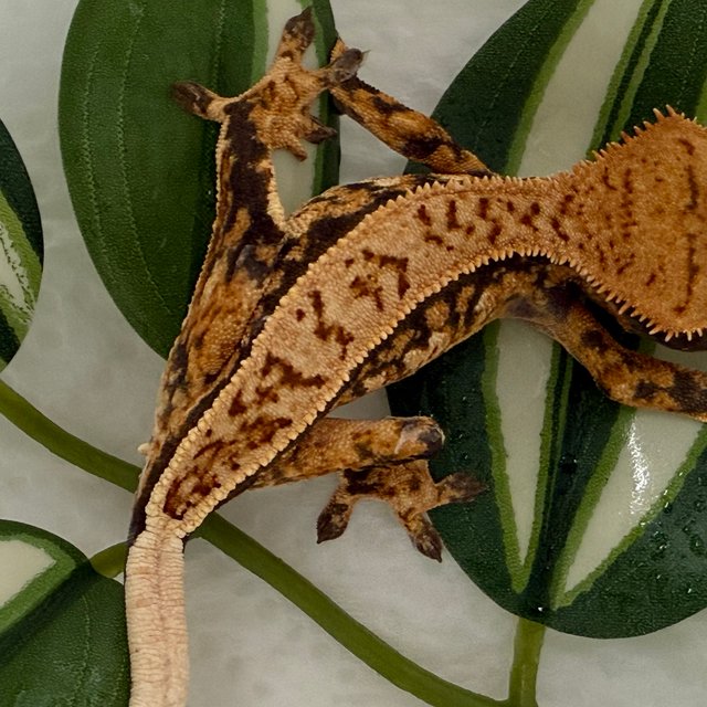 트라이 텐저린 노멀 다크