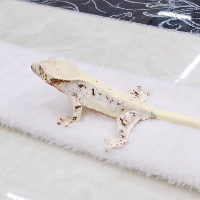 릴리화이트 트라이