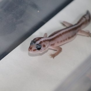 오레오 패턴리스