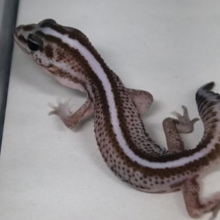 오레오 패턴리스