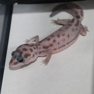 오레오 패턴리스