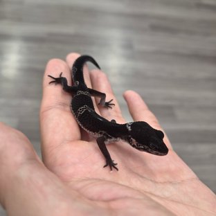 스블나
